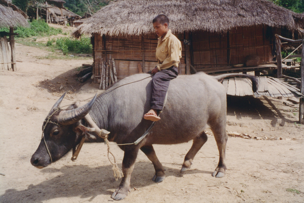 Kid on water buffalo in Laos village - Yunnan To Laos Overland