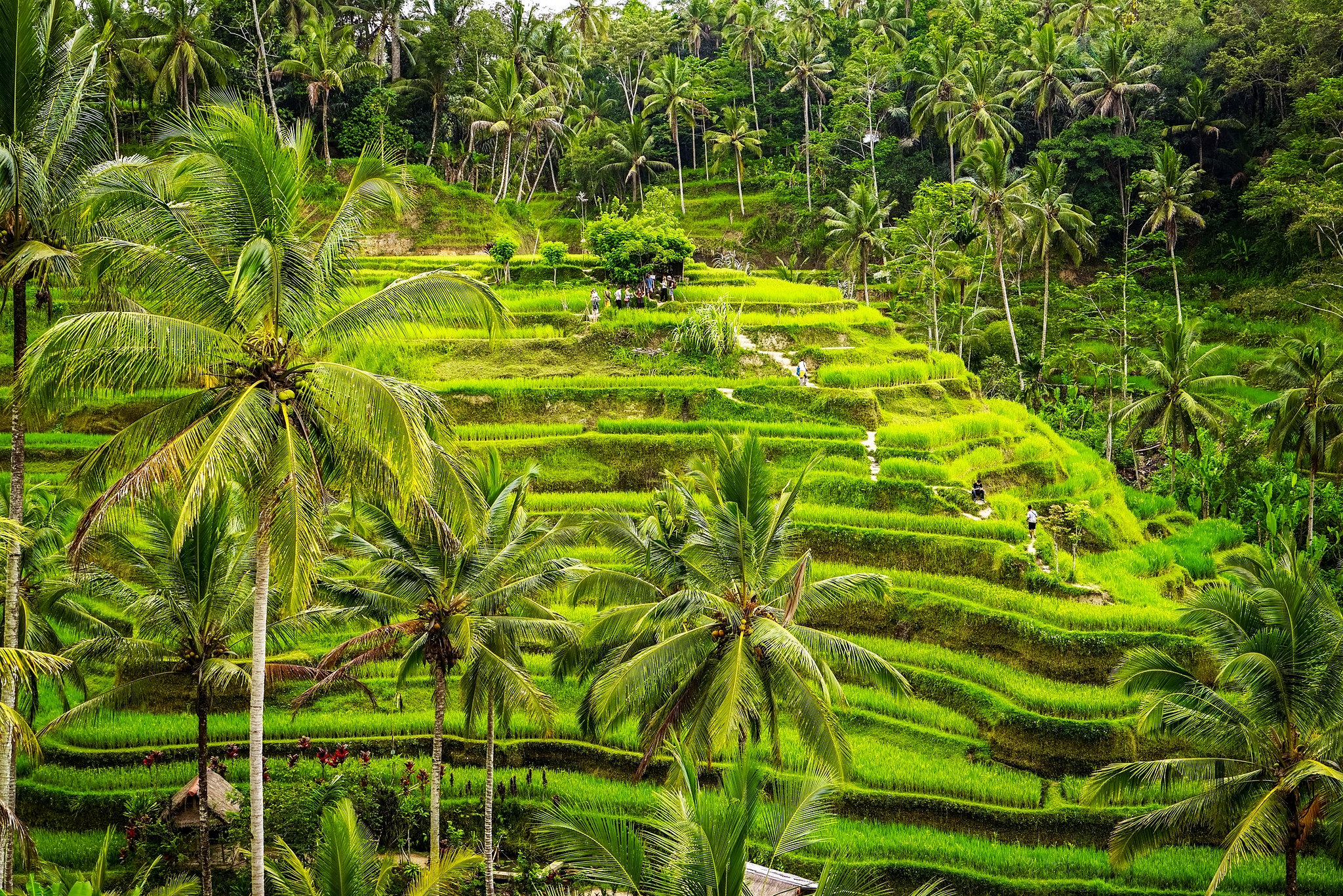 Ricefields Ubud - Insight To Asia Tours