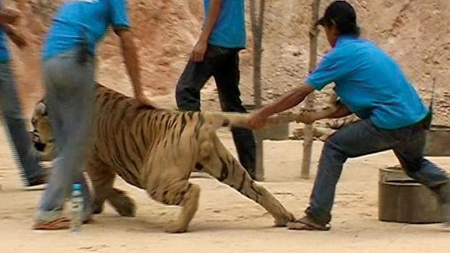 Tiger Temple Kanchanaburi