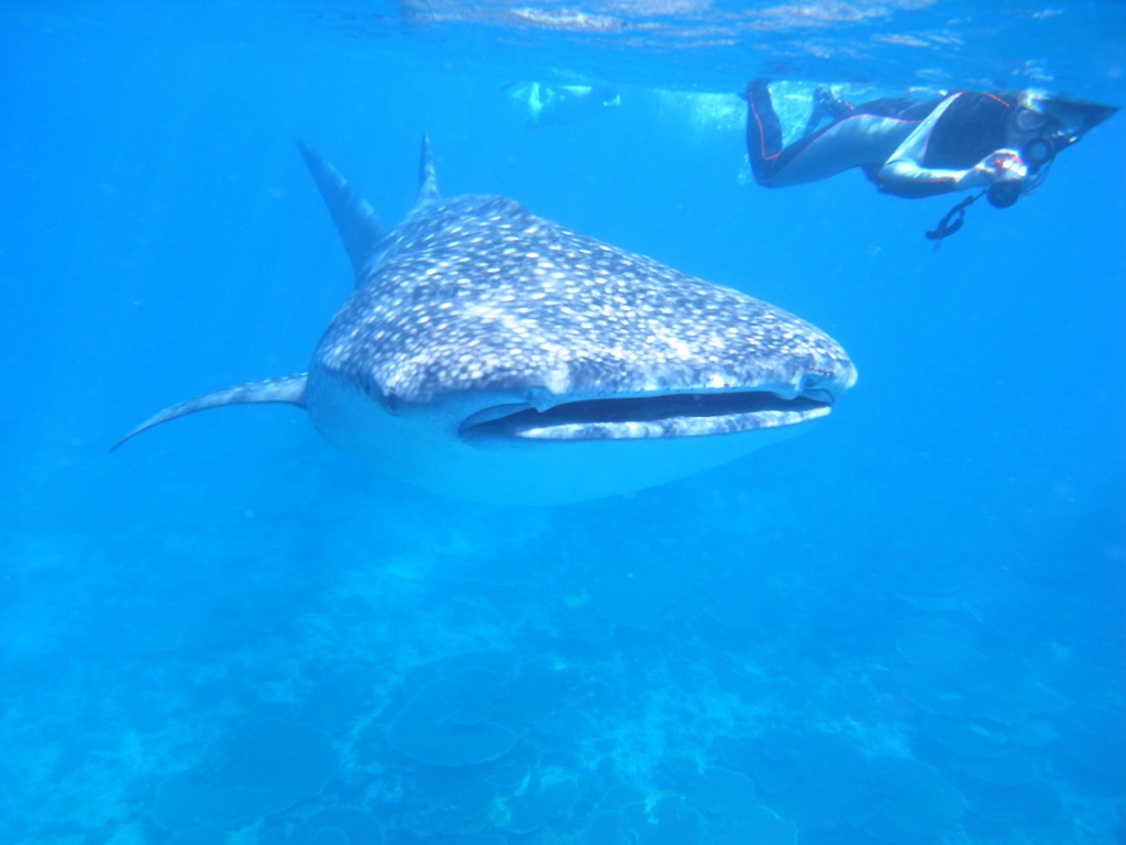Swimming With Whale Sharks In the Philippines - Insight To Asia Tours