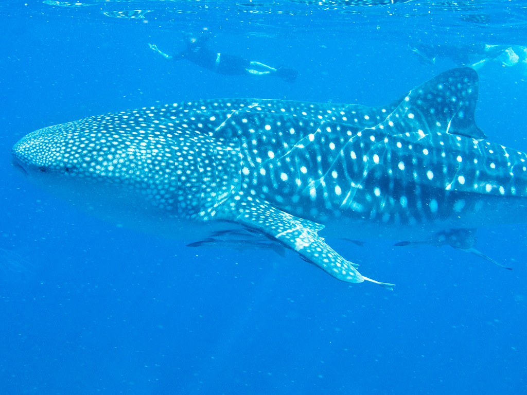 Swimming With Whale Sharks In the Philippines - Insight To Asia Tours