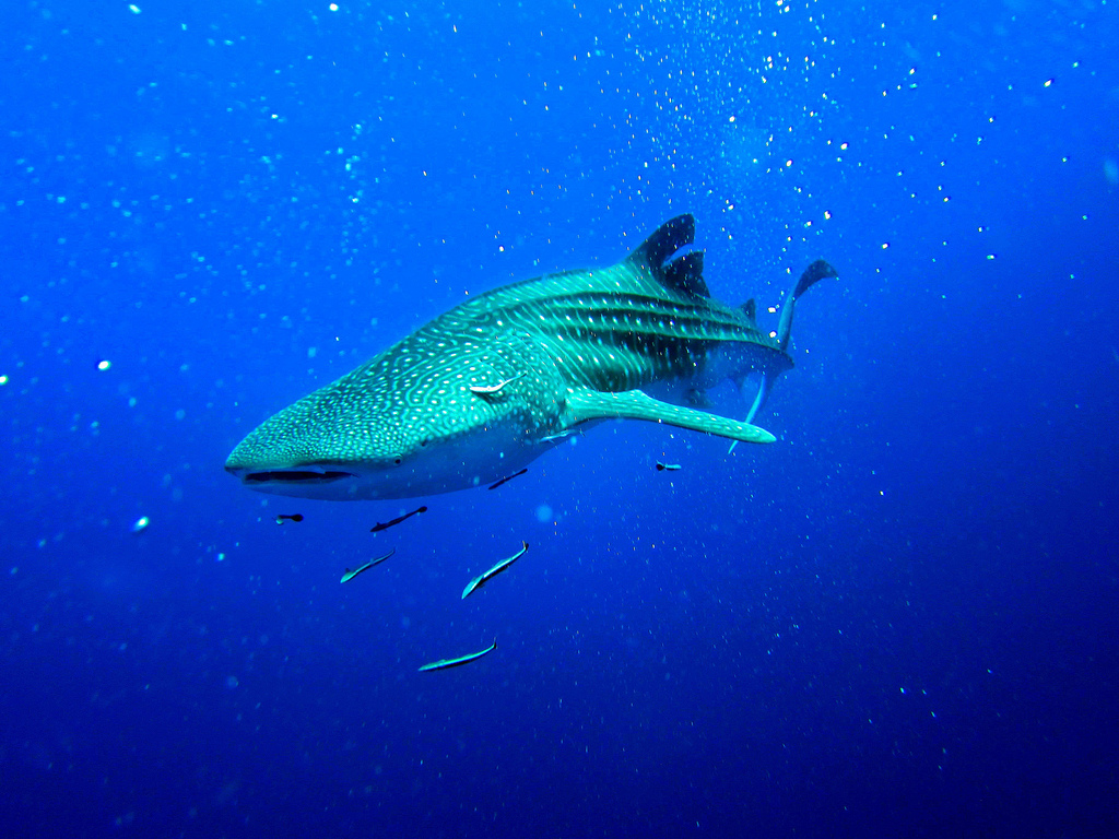 Swimming With Whale Sharks In the Philippines - Insight To Asia Tours