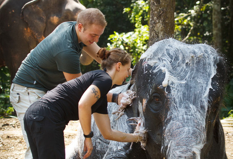 Elephant Experience Elephant Hills Khao Sok - Thailand Tours