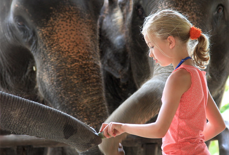 Elephant Experience Elephant Hills Khao Sok - Thailand Tours