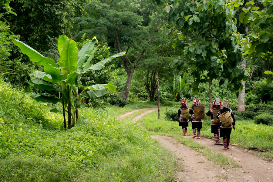 Lisu Lodge - Northern Thailand