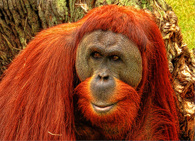 Orangutan on Borneo - Mayalsia Tours