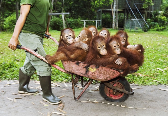 Orangutans In Sepilok