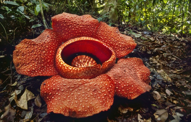 Raffleasia