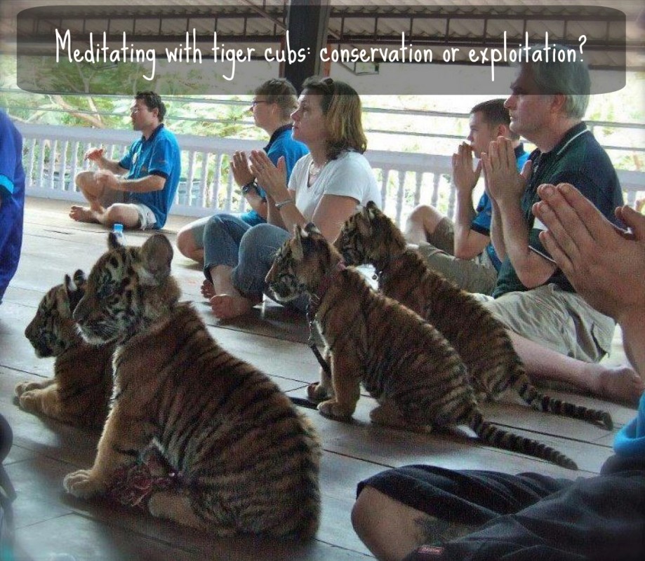 Tiger Temple Kanchanaburi