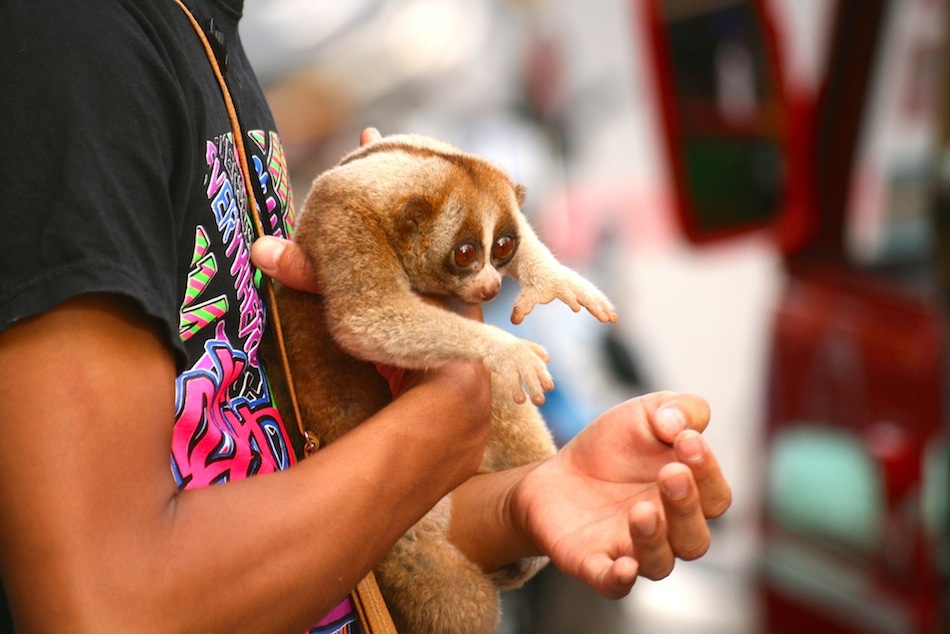 Slow Loris