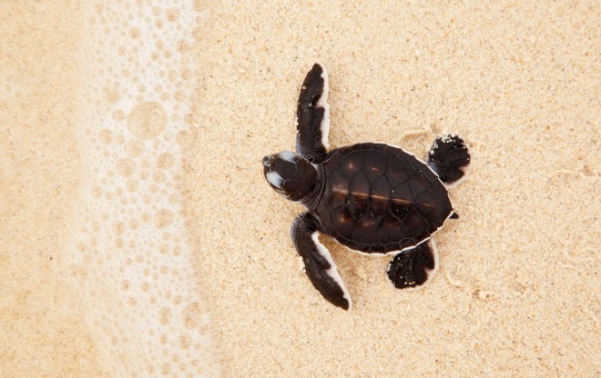 Turtle on Selingan Island