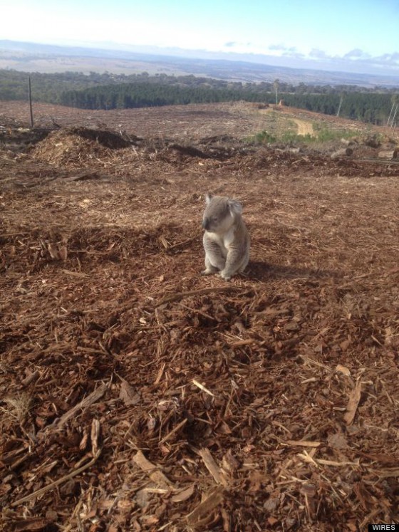 Koala in logged habitat