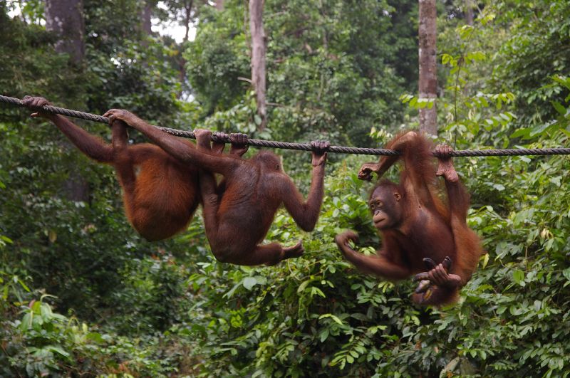 Orangutan at Sepilok on Borneo - Insight To Asia Tours