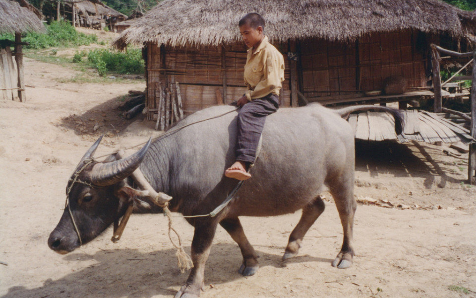 Kid on water buffalo in Laos village - Yunnan To Laos Overland