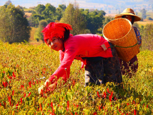 Pa Oh Tribes woman picking chili - The Burma Road Mandalay to Yunnan