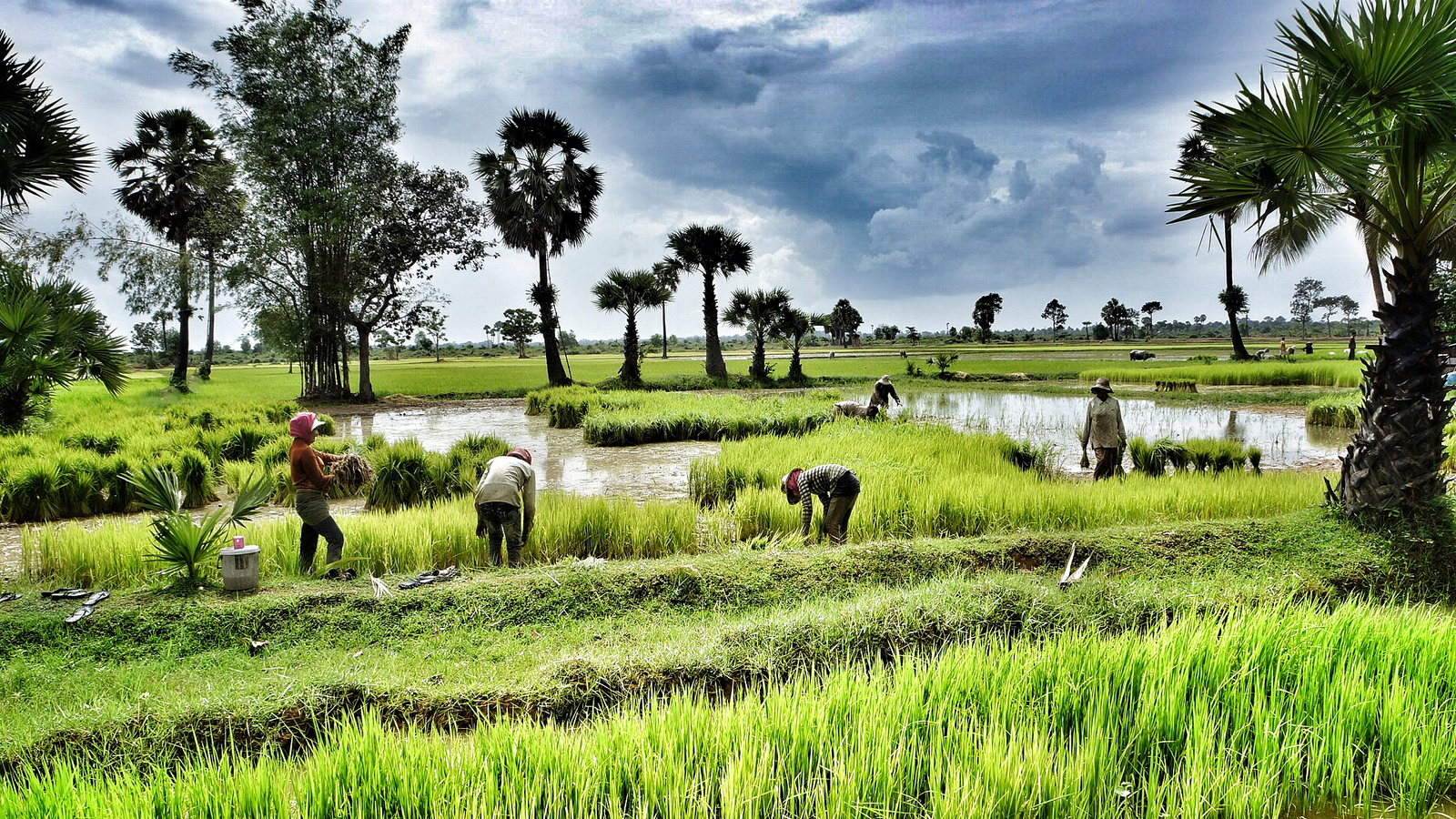 Rice Fields Cambodia - Insight To Asia Tours