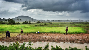 Rice Fields - Cambodia Explorer
