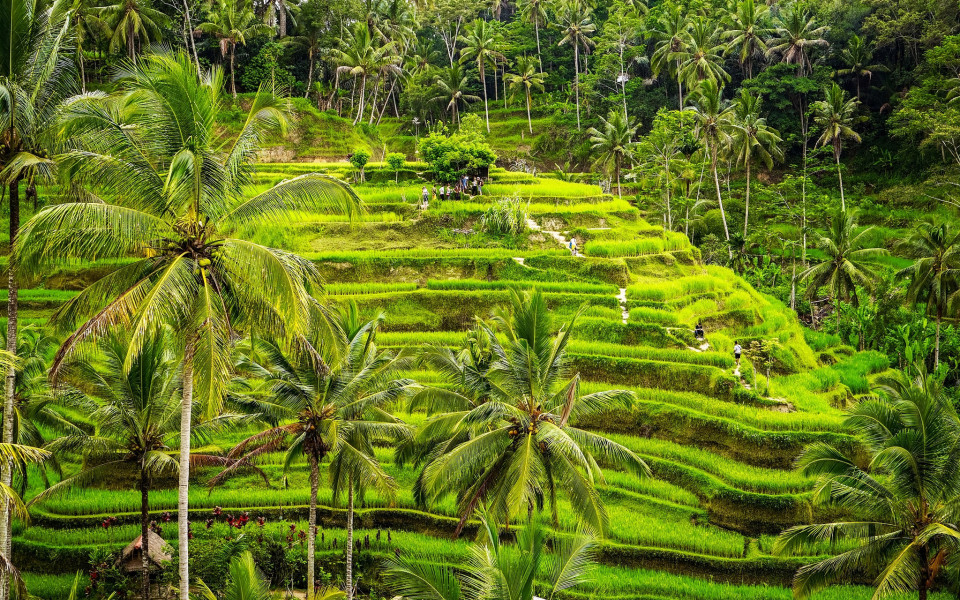 Ricefields Ubud - Insight To Asia Tours