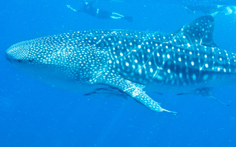 Swimming With Whale Sharks In the Philippines - Insight To Asia Tours