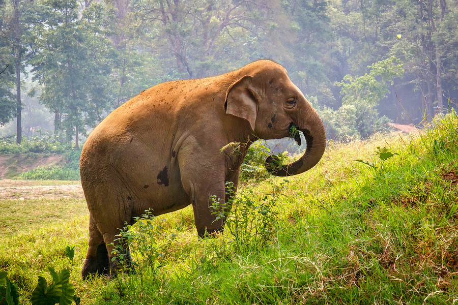 Elephant Nature Park Chiang Mai - Thailand Tours