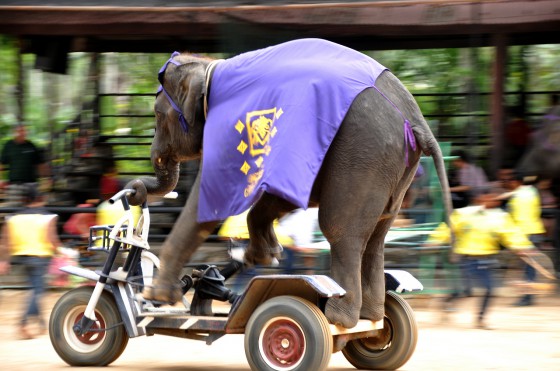 Elephant Show Thailand