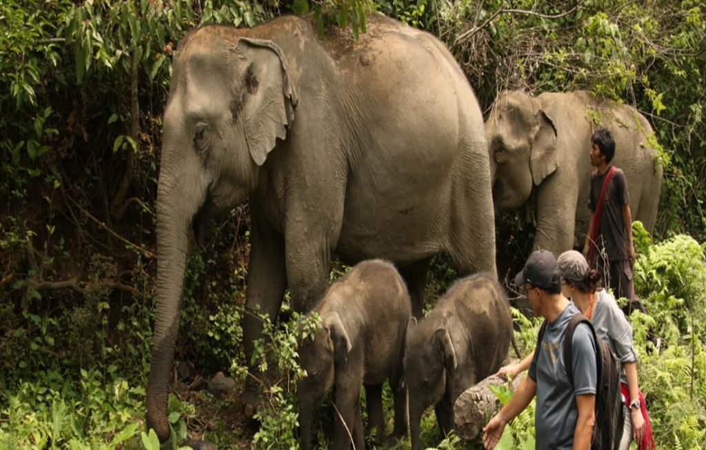 jungle, elefanter og paradis øer