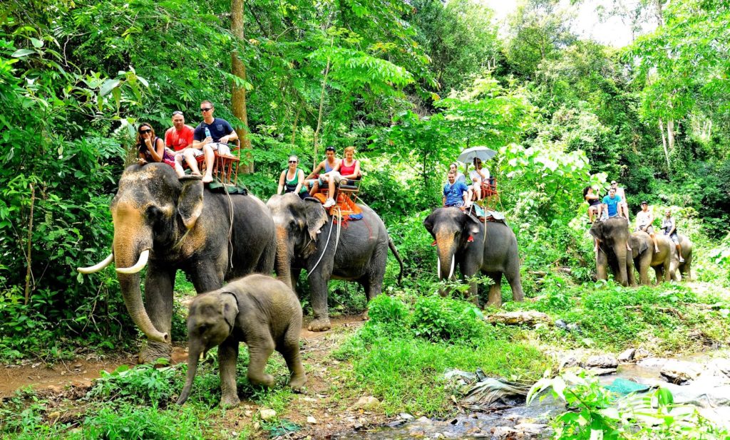 jungle, elefanter og paradis øer