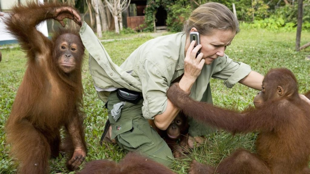 orangutanger og sandstrande
