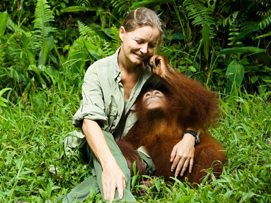 orangutanger og sandstrande