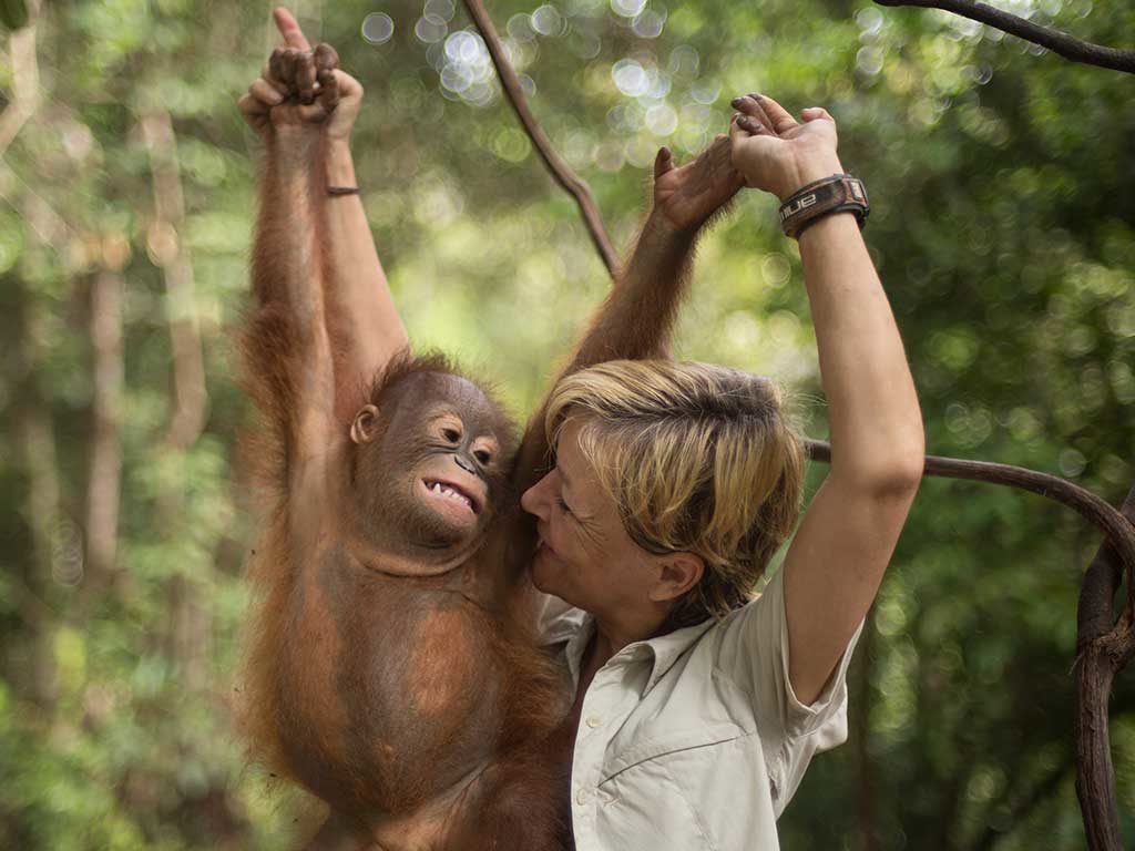 orangutanger og sandstrande
