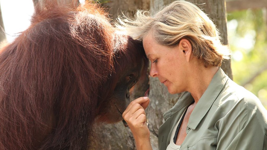 orangutanger og sandstrande