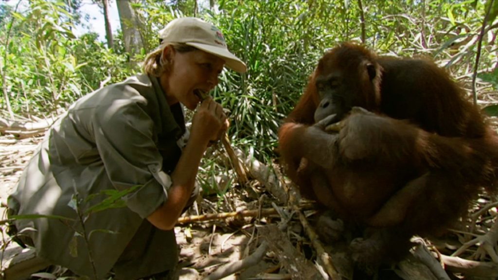 orangutanger og sandstrande