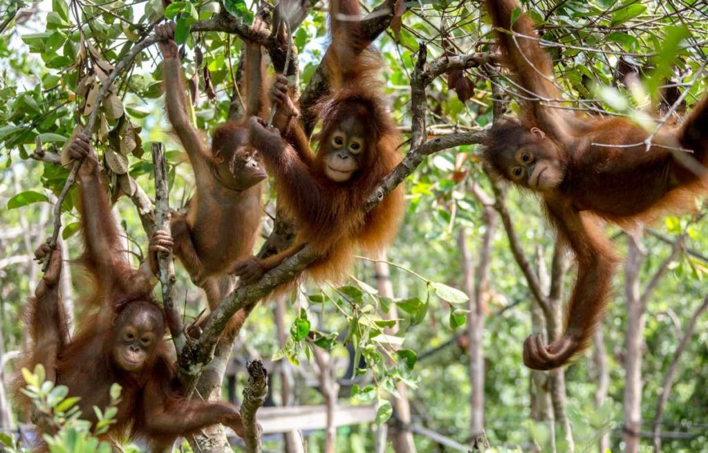 orangutanger og sandstrande